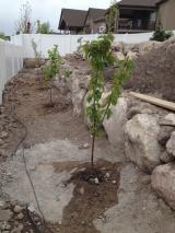 Fruit Trees - Cherry, Pear, Nectarine, Peach and Plumb