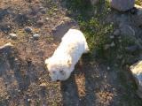 This is Paddington who loves the trail walks